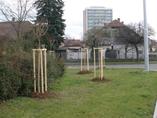 leden 2009 064